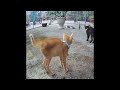 😆🐶 Best Cats and Dogs Videos 🤣😍 New Funny Animals 2024 #13