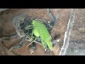 Suntiger feeds on katydid