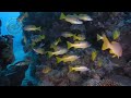 Amazing Sea World Eps 8