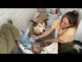Giant Sulking Dog Hates Bath Time And Tries Everything To Avoid It!! (Cutest Dog EVER!!)