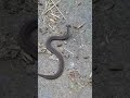 Baby brown snake