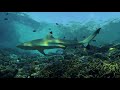Swimming with Shallow Reef Sharks