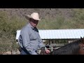 Teaching the Rollback - Part 2 (Working Cattle)