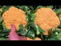 JAPANESE VARIOUS COLOR CAULIFLOWER || ROMANESCO ||日本のいろいろな色のカリフラワー||