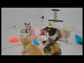 😆 Laugh Uncontrollably! Best Funny Cat Videos 2024 🐶 Best Funniest Animals Video 2024 😘😻