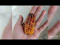 Garden vlogs harvest corn 🌽🌽 and long beans