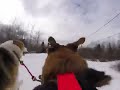 Dog's level skijoring.