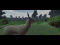 Deer | No Commentary |