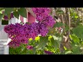 DREAM GARDENS on Mackinac Island | Garden Tour Of Flowers On Michigan's Most Beautiful Island!