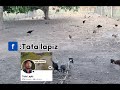 Komportable na ang mga manok dahil malawak na ang kulungan nila | Tata Lapiz Channel