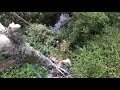 Arborist Dismantles Silver Birch