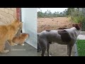 Guilty Dog and cat is so funny 🤣 Try Not to Laugh 🐶 2024