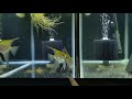 Cranking Out Angelfish! New Tank Set Ups, Preparing For The Store - Day In The Fish Room #32