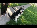 Dog “saves “ her owner from street dog 🐕 Husky #shorts #dogwalkinglife  #funny