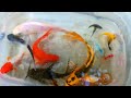Find colorful Ornamental fish, Betta fish, koi fish, koki fish, Channa fish, catfish, animal videos