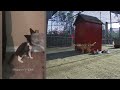 😂🐱 Funniest Cats and Dogs Videos 😻🐕 Funniest Animals #2