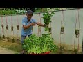 Double Your Celery Yield Easily, Smart Solution From Plastic Bottle Hanging Gardens