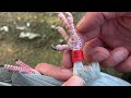 Pigeon With Damaged Wing Still Escapes From the Falcon