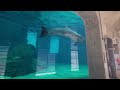 Clearwater Marine Aquarium Florida Full Tour 2024