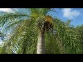 Acrocomia aculeata - The Macaw Palm, a Lesser Known Cold Hardy Palm From The Northern Caribbean.