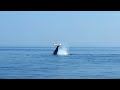 Whales Breaching