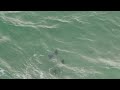 Manta Rays in the Ocean at Panama City Beach Florida