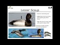 Intermediate Bird Identification - Ducks and Geese