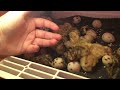 Fresh quail chicks