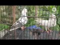 attractive fancy pigeon [like,cmt,subscribe,share plz ]