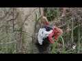 Male Guinea Fowl Sounds & Calls