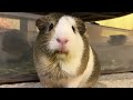 (Piggy Vlog) Piggies' Hot Afternoon! 20240613 EP102