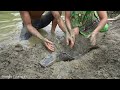 Primitive Life - Solo Bushcraft Finding Fish In Mud Cracks Hole - Unique Catch Fish