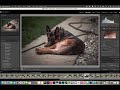 Photo editing with Steve - Lightroom classic - 70-200mm F2.8 - German shepherd photo