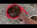 How to Make Manure Tea Fertilizer and Manure Tea Bags for Plants