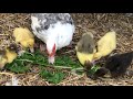 HATCHING MUSCOVY DUCKLINGS UNDER A BROODY DUCK #MUSCOVYDUCKS / Hatch Muscovy Duck Eggs