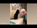 The Best FUNNY ANIMALS VIDEOS of All Time 🤣 Ultra Funny CATS and DOGS videos