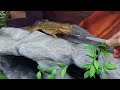 DIY Cave Build For a Bearded Dragon - Step-by-step guide!