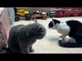 Two cats that fight when they meet, on different occasions!#cat #catshorts #catvideo#pethealth#funny