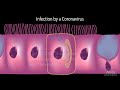 Understanding the Virus that Causes COVID-19, Animation