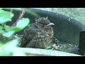 Blackbird Fledgling