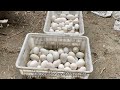 Farm Life | Harvesting goose eggs and take care of thousands of goose on the farm