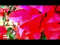 Relaxing Piano Music Beautiful Flower For Sleep, Studying