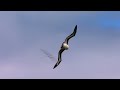 Birds: Melodies, Feathers, and Flight | Full Wildlife Documentary