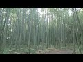Kyoto Japan bamboo forest - 嵐山 竹林の小径 Arashiyama Bamboo Forest