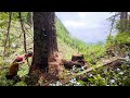 Busy Day Cuttin’ Trees | Big Blowdown