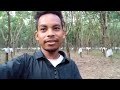 Rubber plantation in Assam / How to natural Assam Rubber Bagan /