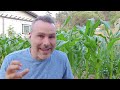 Is Rotating Crops Necessary for the Vegetable Garden?