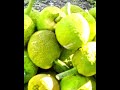 Harvesting Breadfruit