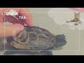 推し猫から理不尽に怒られるクサガメ軍曹【Sergeant Turtle is unreasonably scolded by his favorite cat.】