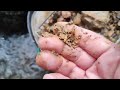 Scottish gold panning